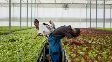 Organik sera çiftliği çalışanları böcek ilacı kullanmadan biyolojik gıda yetiştiriyorlar. Yaprakları denetliyorlar. Hidroponik ortamda kalite kontrolü yapıyorlar. Serada çalışan çeşitli insanlar marul topluyor..