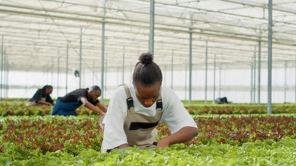 Trabalhador Agrícola Orgânico Afro Americano Casa Vegetação Cuidando Plantas Alface — Fotografia de Stock