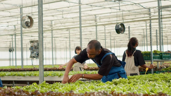 Африканский Американский Работник Био Фермы Собирает Зеленый Салат Готовый Доставке — стоковое фото