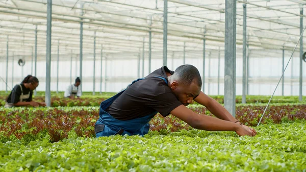 Африканский Американский Работник Теплицы Проводит Контроль Качества Овощных Культур Выращиваемых — стоковое фото