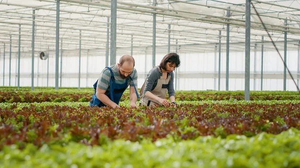 在收集有机生物蔬菜的水栽环境中 男人和女人工作和照料不同的莴苣作物 白种人夫妇收割前在温室检查休假 — 图库照片