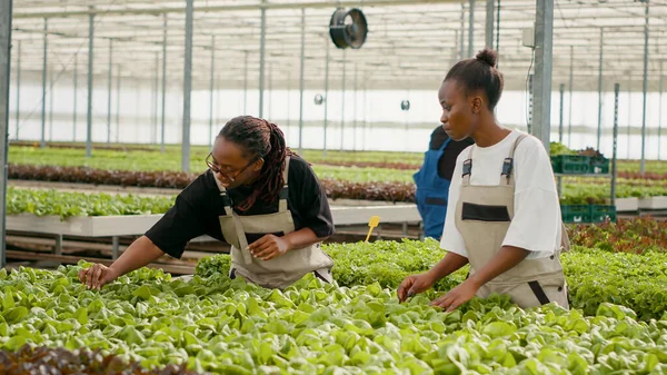 아프리카 미국인 온실의 손상을 유기농 양상추 식물의 조사를 말하고 있습니다 — 스톡 사진