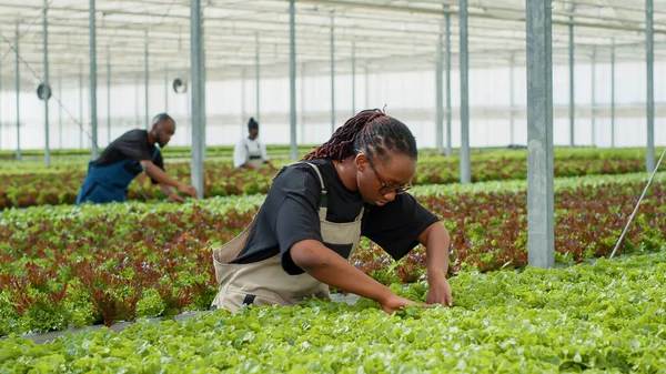 African American Woman Inspecting Lettuce Plantation Doing Quality Control Hydroponic — Stock Photo, Image