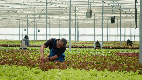 Agricultor Orgânico Afro Americano Que Cultiva Diferentes Tipos Alface Que — Fotografia de Stock