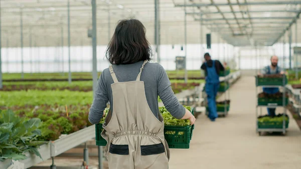 地元の市場への配達のために有機農場でレタスとクレートを保持している白人の野菜ピッカーの後ろからの眺め 収穫した植物を移動する水耕栽培環境の温室労働者 — ストック写真