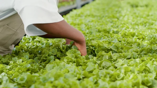 Closeup of african american farm worker hands cultivating organic lettuce checking for damaged plants in hydroponic enviroment. Selective focus on woman greenhouse farmer doing quality control.