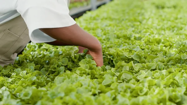 Närbild Afrikanska Amerikanska Lantarbetare Händer Odla Ekologiska Sallad Kontroll För — Stockfoto