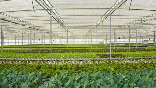 Fileiras Diferentes Tipos Alface Bio Legumes Cultivados Sem Pesticidas Estufa — Fotografia de Stock