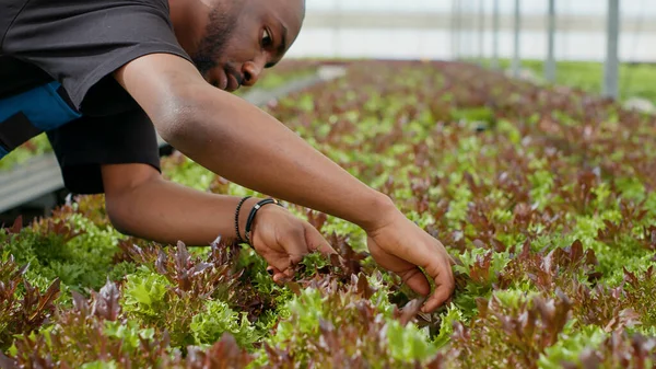 Afro Amerikan Erkek Ellerine Yakın Çekim Bitkileri Kontrol Ediyorlar Hasarlı — Stok fotoğraf