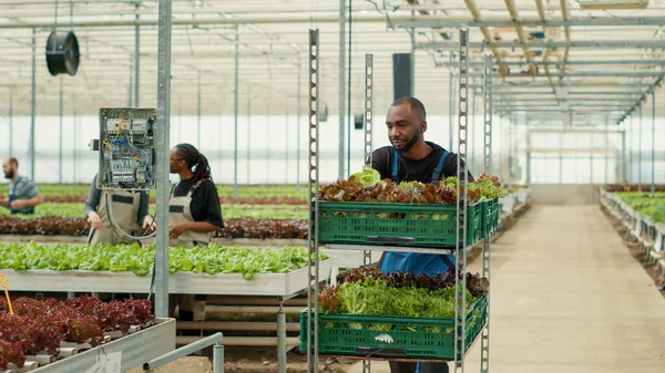 Dois Trabalhadores Americanos Africanos Fazenda Orgânica Que Têm Conversação Casual — Fotografia de Stock