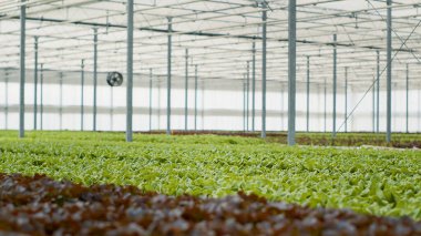 Hidroponik çevrede farklı sebzeler yetiştiren organik toprak arsaları olan havalandırılmış serada kimse yok. Tamamen büyümüş vejetaryen bitkileriyle dolu boş bir sera ve böcek ilacı olmayan yeşil marul..