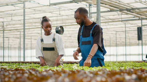 Zwei Afrikanisch Amerikanische Gewächshauspflücker Sammeln Biosalat Und Sprechen Über Die — Stockfoto