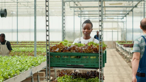 Улыбающийся Африканский Сборщик Овощей Толкает Ящики Салатом Выращенным Пестицидов Теплице — стоковое фото