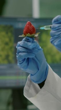 Dikey video: Yakın çekim kimyager bilim adamı botanik uzmanlığı için tıbbi şırınga kullanarak çileğe kimyasal böcek ilacı enjekte ediyor. Biyoloji laboratuvarında çalışan biyokimyacı sağlıklı besinleri test ediyor.