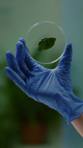 Pionowe Wideo Zbliżenie Rąk Biologa Trzymających Próbkę Medyczną Zielonego Liścia — Wideo stockowe