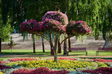 Sıcak bir yaz gününde şehir manzarası parkında sakinler için çiçek açan çiçek tarhı.