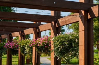 Yeşil çalılar peyzaj tasarımında, peyzajlar parkın dışında, çiçekler küvetlerde asılı.