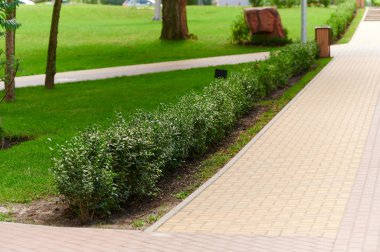 Yol kenarındaki yeşil çalılıklar peyzaj tasarımı, açık arazide peyzaj.