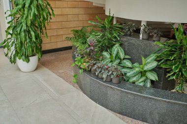 Terastaki çiçekler için küvette yeşil bitkiler ve çiçekler.