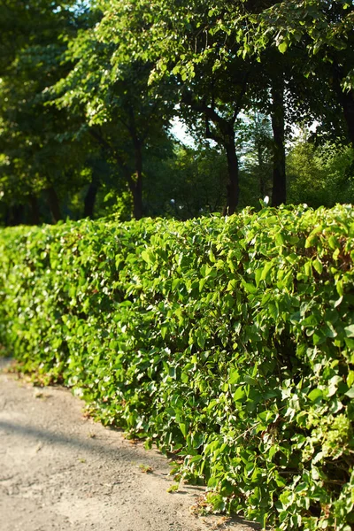 Güneşli bir günde sokakta yeşil çit