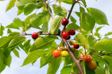 Bahçedeki kiraz ağacının dalında, yakından çekilmiş.