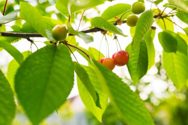 Bahçedeki bir ağaç dalında olgun kirazlarla süslenmiş, yakın plan çekilmiş.