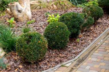 Evergreen boxwood çalıları bir çiçek tarhında meşe kabuğu ile peyzaj tasarımında bir fayans yolu yakınında