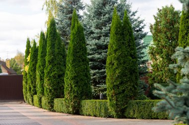 Decorative evergreen trees, arborvitae and junipers and boxwood in the landscape design clipart