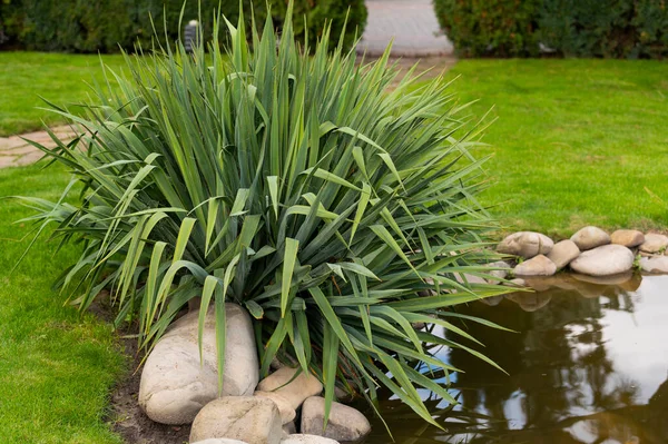 Plants for a garden pond in landscape design, plants for strengthening the shore of a reservoir