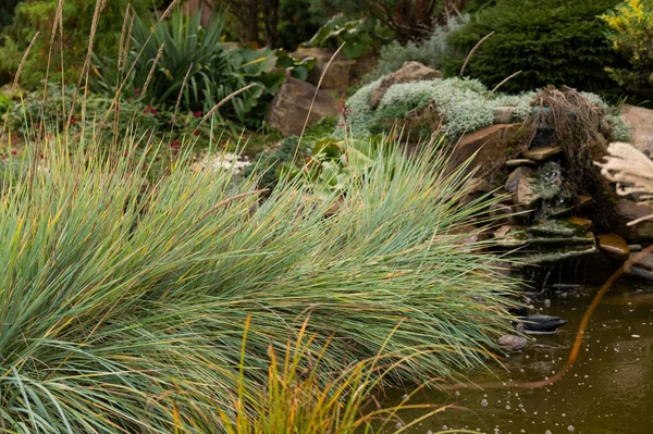 景观设计中花园池塘的植物 加强水库海岸的植物 — 图库照片