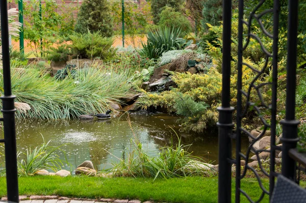 景观设计中花园池塘的植物 加强水库海岸的植物 — 图库照片