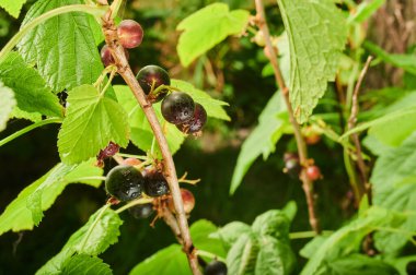 Çalının dalında olgun kuşüzümü, böğürtlenin yakından çekimi