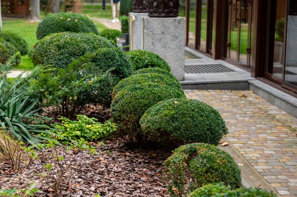 Evergreen Boxwood Krzewy Kwietniku Kory Dębu Pobliżu Ścieżki Płytek Projektowaniu — Zdjęcie stockowe