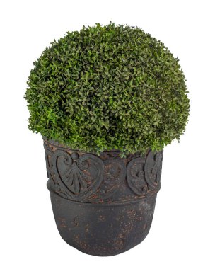 modern boxwood bush in a vase, an evergreen plant in a tub, object isolated on white background