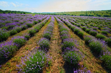 Lavender field on a farm during the flowering season