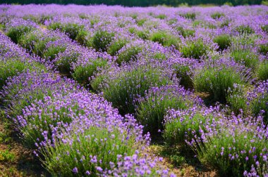 Lavender bushes during flowering in horticulture, shot close-up