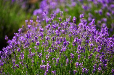 Çiftçi tarlasında çiçeklenmiş lavanta çalıları. Yakın plan.