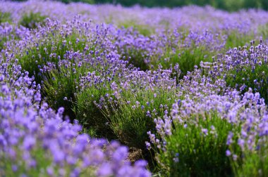 Blooming lavender bushes in a farmer's field shot close-up