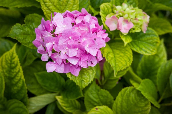 Bush with flowers Hydrangea large-leaved on the estate after the rain, shot close-up