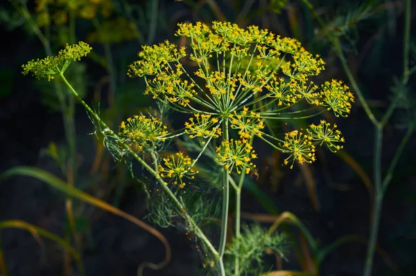 Dill Flowers Garden Agricultural Crops Nutrition Upper Umbel Constellation Plant — 图库照片