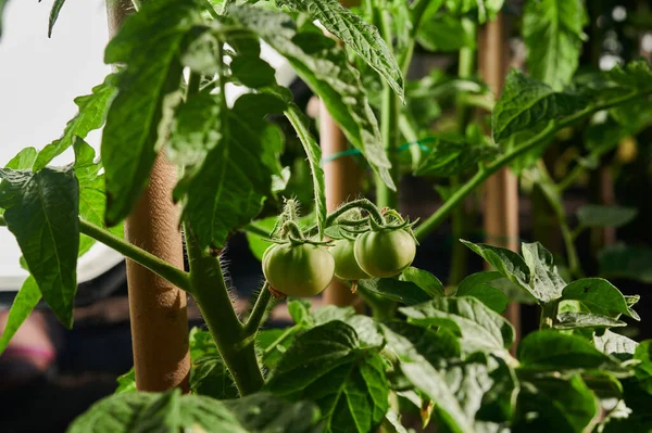 Vegetables Garden Ripening Tomato Bushes Gardening Close Shot — Stock Photo, Image