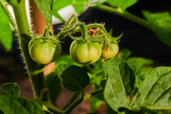 Vegetables Garden Ripening Tomato Bushes Gardening Close Shot — ストック写真