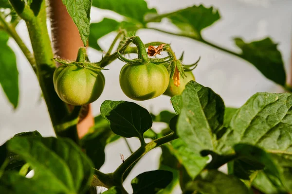 Green Tomatoes Garden Ripening Vegetables Gardening Close Shot — Stock Photo, Image