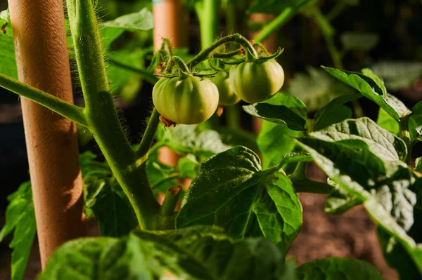 Green Tomatoes Garden Ripening Vegetables Gardening Close Shot — Foto Stock