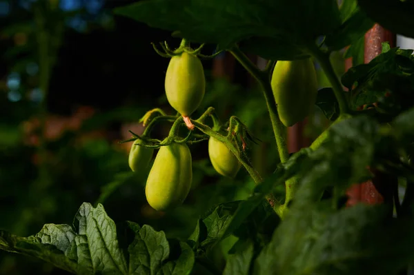Green Tomatoes Garden Ripening Vegetables Gardening Close Shot — Zdjęcie stockowe