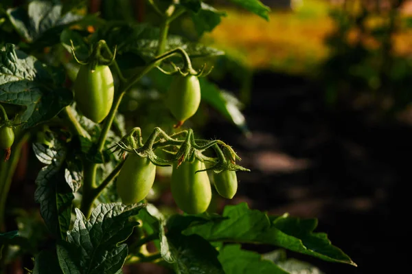 Vegetables Garden Ripening Tomato Bushes Gardening Close Shot — Stock Photo, Image