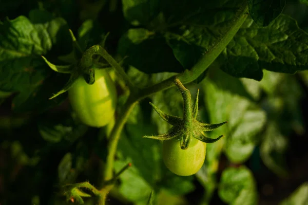 Green Tomatoes Garden Ripening Vegetables Gardening Close Shot — Stock Photo, Image