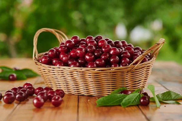 sweet cherry in a wicker basket near the tree freshly harvested berries