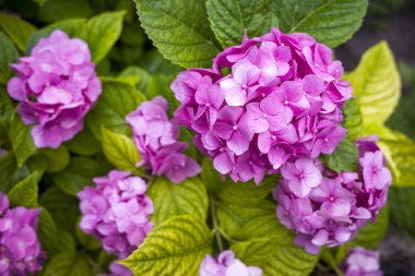 Large-leaved hydrangea on a bush in partial shade with drops of dew in gardening