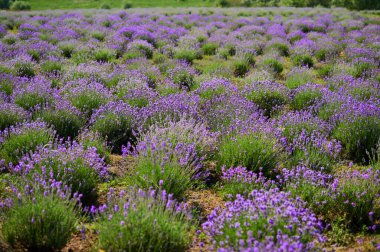 Lavender field on a farm during the flowering season